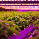 A photograph of a vibrant hydroponic farm showcasing a variety of plants illuminated by innovative led lighting