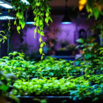 A photograph of a well-lit outdoor garden scene showcasing various types of grow lights in use