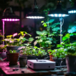 A photograph of a well-lit indoor gardening setup featuring various grow lights in action