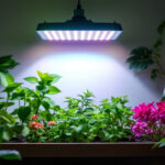 A photograph of a well-lit indoor gardening setup featuring various types of discount grow lights in action