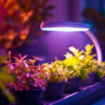 A photograph of a well-lit indoor gardening setup featuring a hydrofarm grow light in action