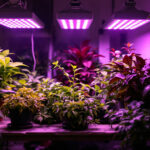 A photograph of a well-lit indoor gardening setup featuring various types of commercial grow lights in action