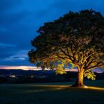 A photograph of a beautifully illuminated tree at dusk